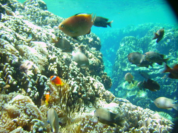其實珊瑚間都會躲著海膽