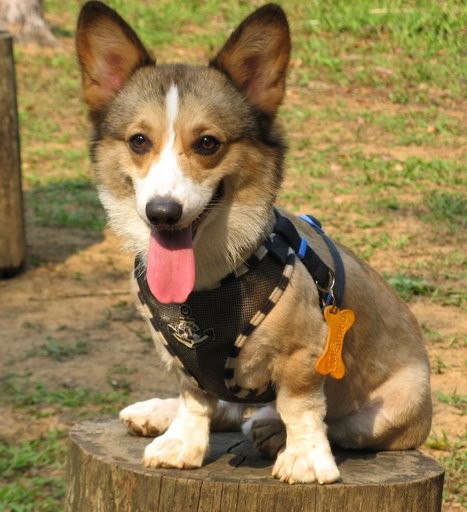 冠軍犬