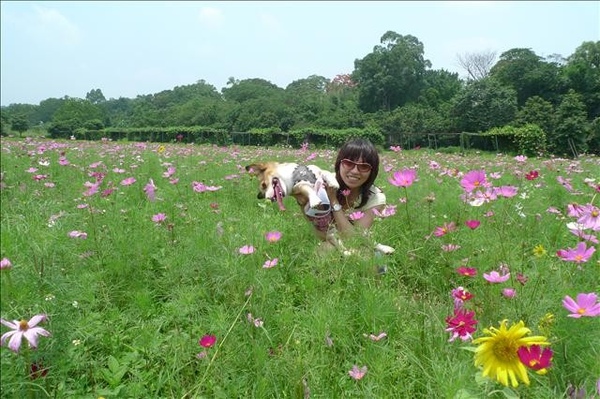 波斯菊花田