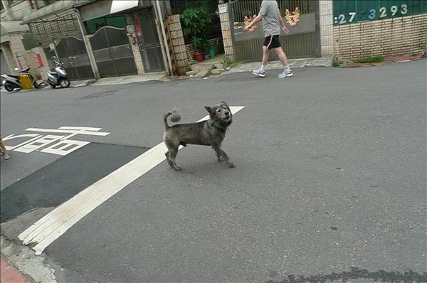 人面犬