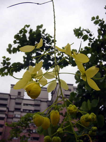 阿勃勒.jpg
