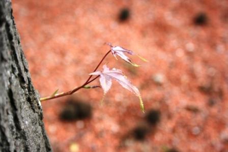 IMG_3178.JPG