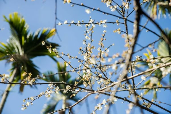 2022.01.08 鮭魚葡萄-梅花隧道 (12).jpg