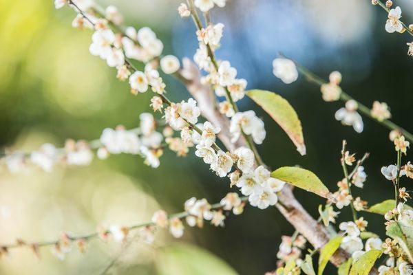 2022.01.08 鮭魚葡萄-梅花隧道 (36).jpg