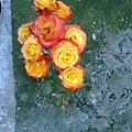 玫瑰花園1
