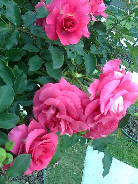 玫瑰花園3