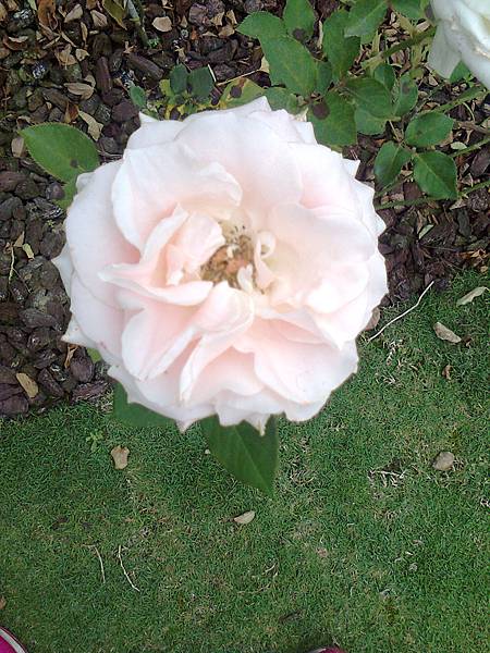 玫瑰花園5