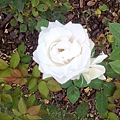玫瑰花園6