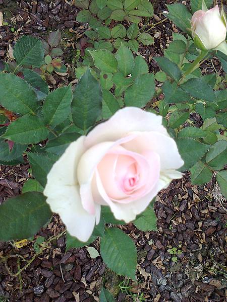 玫瑰花園9