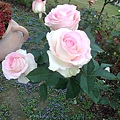 玫瑰花園12
