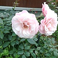 玫瑰花園13