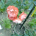 玫瑰花園16