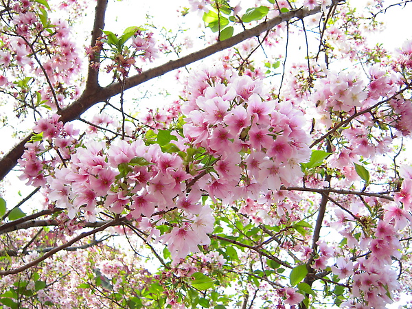 桜が咲く　春