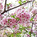 桜が咲く　春