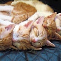 523867__hugging-kittens-for-carmen_p.jpg