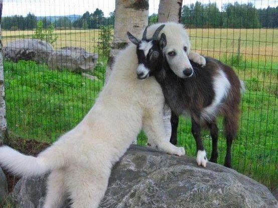 a.baa-Love-between-dog-and-goat.jpg