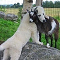 a.baa-Love-between-dog-and-goat.jpg