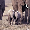 funny-baby-elephants-hugging-cute.jpg