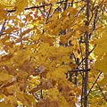 楓糖風味餐的sugar maple.6.JPG