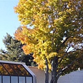 加拿大免稅店外的楓樹.5.JPG