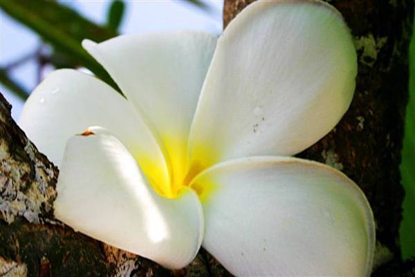 帛琉的國花－雞蛋花