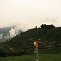 綠油油的山  還有茶園