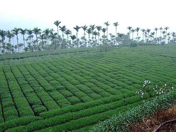 綠油油的茶園