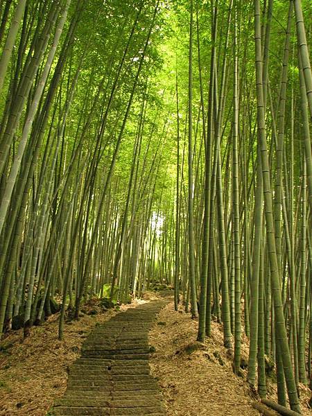 竹林步道