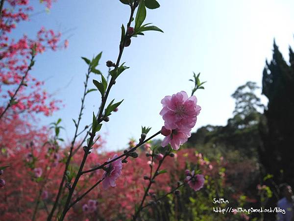 台北賞花景點櫻花杏花林 (22).JPG