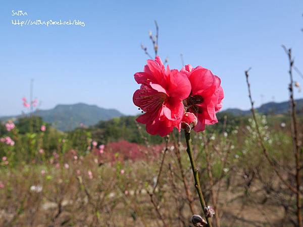 台北賞花景點櫻花杏花林 (30).JPG