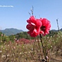 台北賞花景點櫻花杏花林 (30).JPG