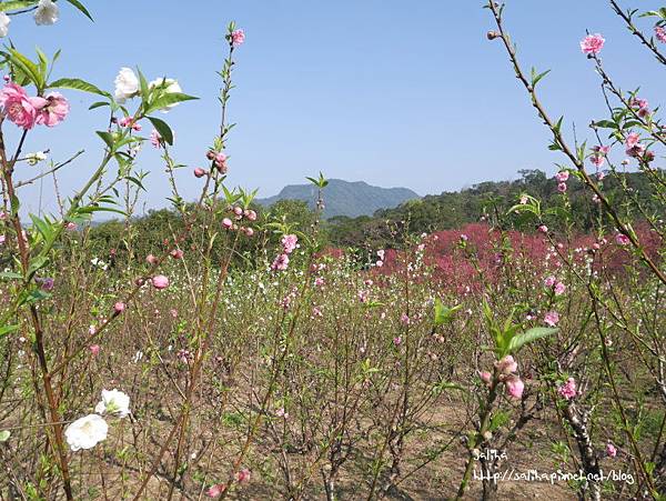 台北賞花景點櫻花杏花林 (2).JPG