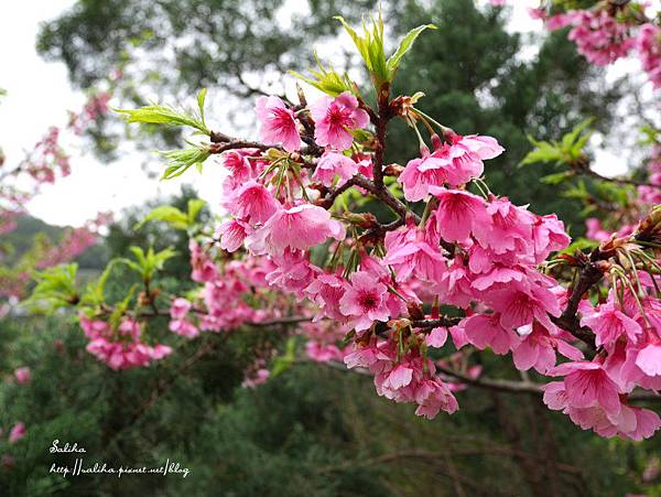 烏來賞櫻花景點花園新城 (7).JPG