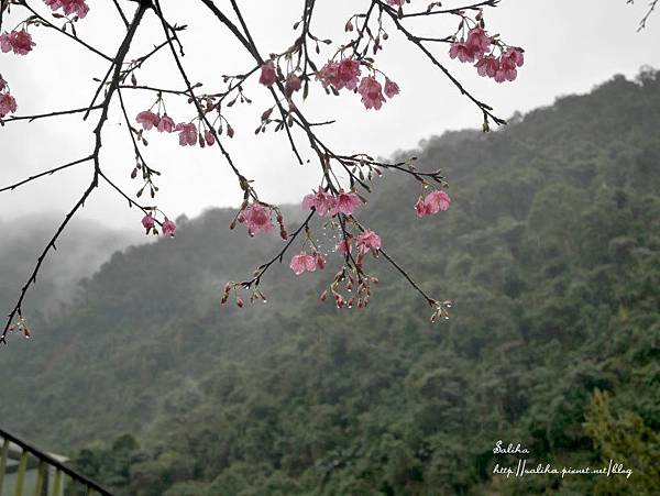 烏來老街瀑布櫻花 (10).JPG