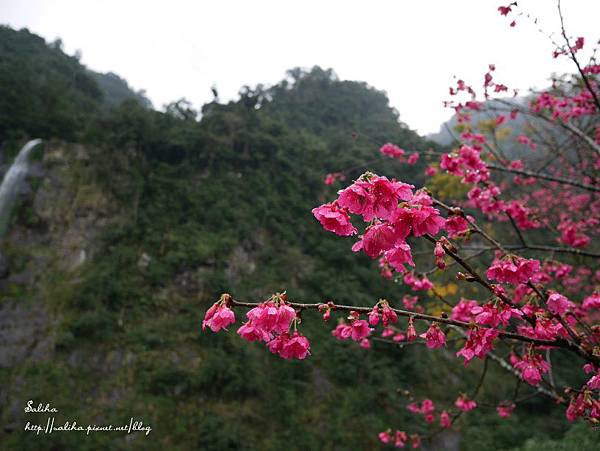 烏來老街瀑布櫻花 (19).JPG