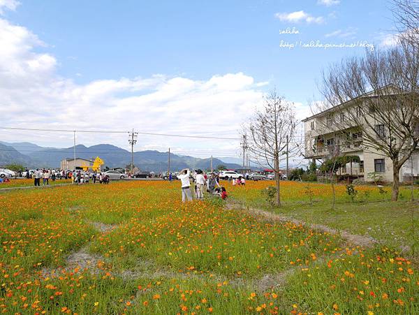 宜蘭三星景點黃色小馬花海 (3).JPG