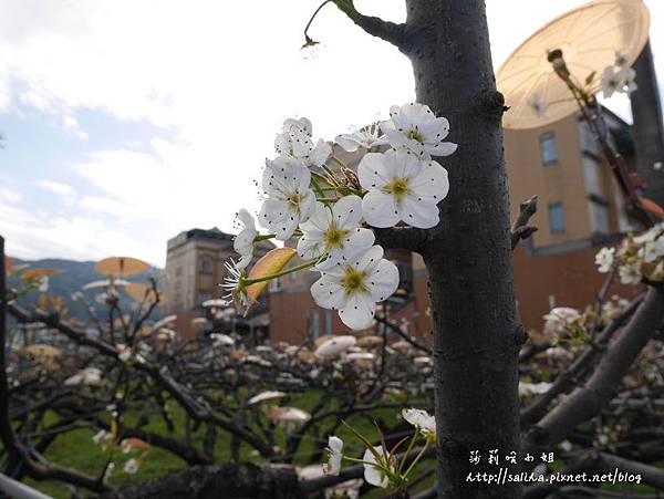 宜蘭三星景點青蔥文化館 (7).JPG