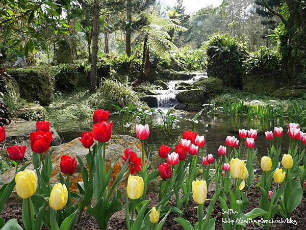 桃園旅遊景點桃源仙谷鬱金香花海 (17).JPG