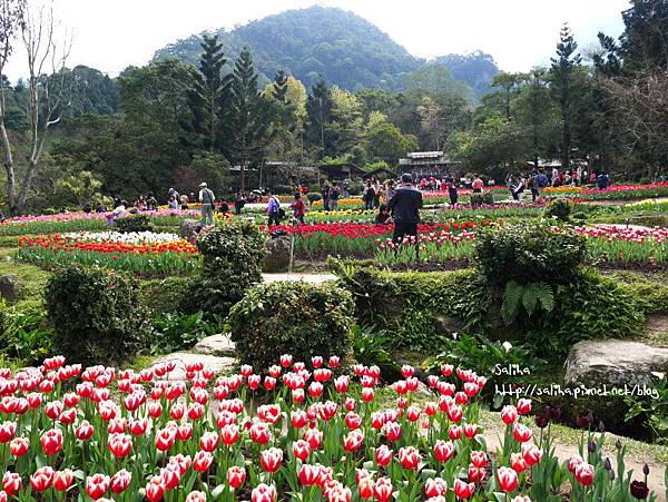 桃園旅遊景點桃源仙谷鬱金香花海 (23).JPG