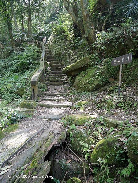 桃園旅遊景點桃源仙谷鬱金香花海 (34).JPG