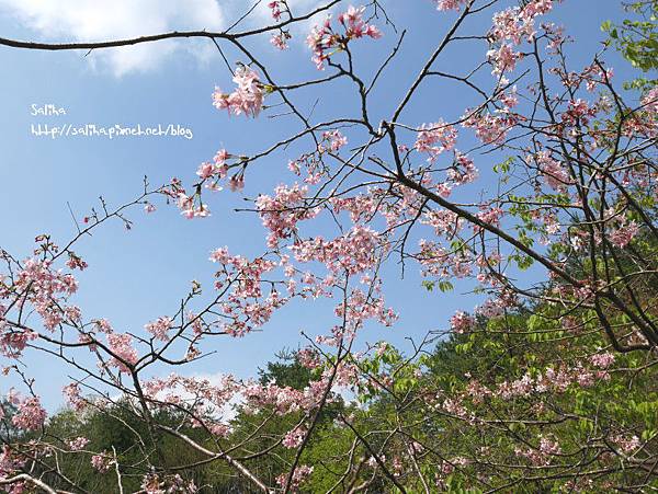 桃園旅遊景點桃源仙谷鬱金香花海 (39).JPG