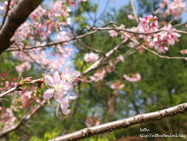 桃園旅遊景點桃源仙谷鬱金香花海 (40).JPG