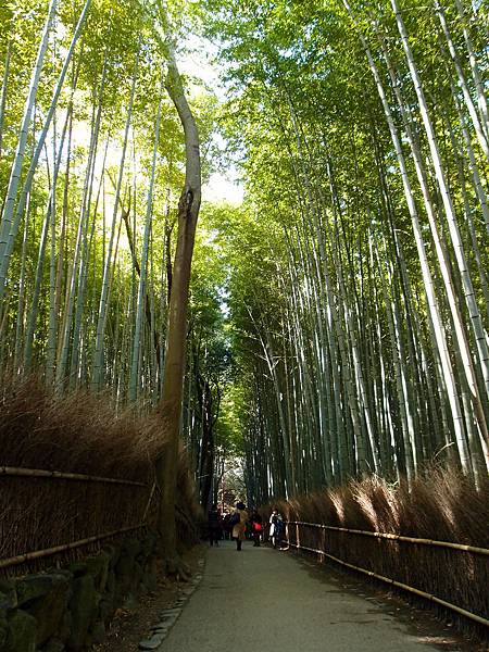 嵯峨野竹林步道 嵯峨野竹林步道