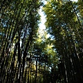 嵯峨野竹林步道