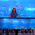 杜拜購物中心 水族館