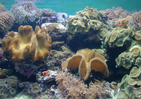 22 台灣水域 (6).JPG