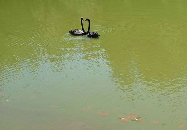 小瑞士花園 (16).JPG