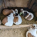 陽榮農場6 餵小動物 (1)2.jpg