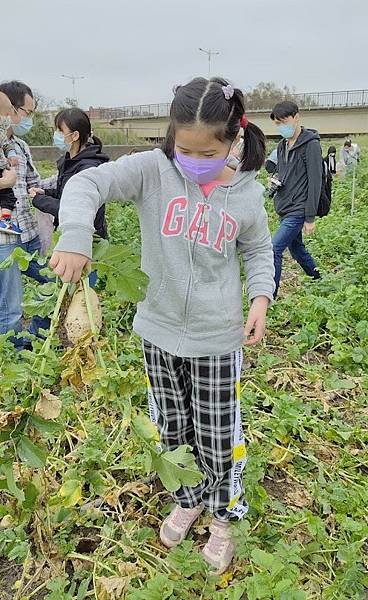 陽榮農場9拔蘿蔔 (2).jpg