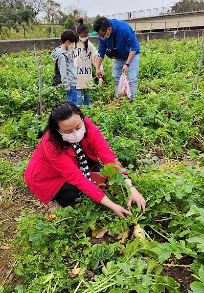 陽榮農場9拔蘿蔔 (4).jpg